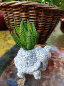 SMALL, TERRA COTTA W/CERAMIC GLAZE, 2 INCH BY 2 INCH, TURTLE PLANTER. SITTING ON GLASS-TOPPED TABLE HOLDING A FAT, RIPPLED LEAFED SUCCULENT.