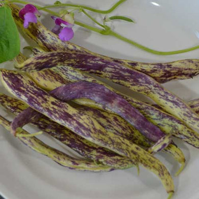 Dragon's Tongue Bean Seeds