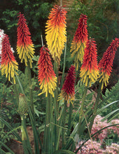 Load image into Gallery viewer, Red Hot Poker Perennial