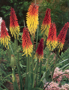 Red Hot Poker Perennial