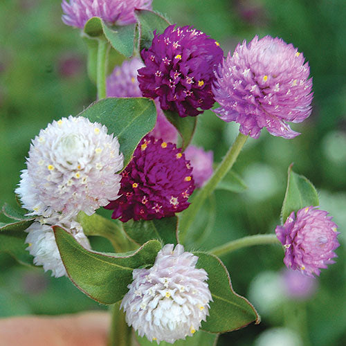 purple, lavender, and white ball shaped flowers.  Gomphrena