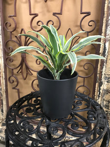 Sleek Modern Matte Black Glazed Ceramic Planter | Satin Finish | 5" tall | Waterproof