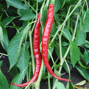 Heirloom cayenne peppers from seed savers exchange.
