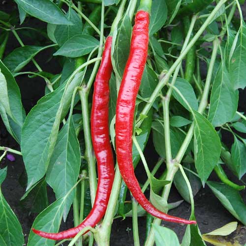 Heirloom cayenne peppers from seed savers exchange.