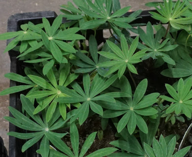 Multi-colored Lupine Perennial
