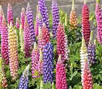 Load image into Gallery viewer, Multi-colored Lupine Perennial
