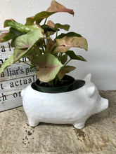 Load image into Gallery viewer, White Ceramic Pig Planter