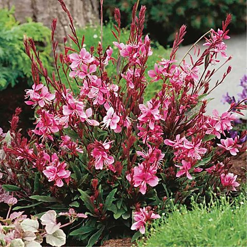 Pink Gaura