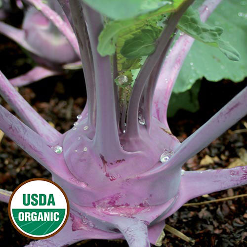 Purple Vienna Kohlrabi seeds