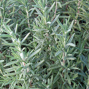 Rosemary seeds