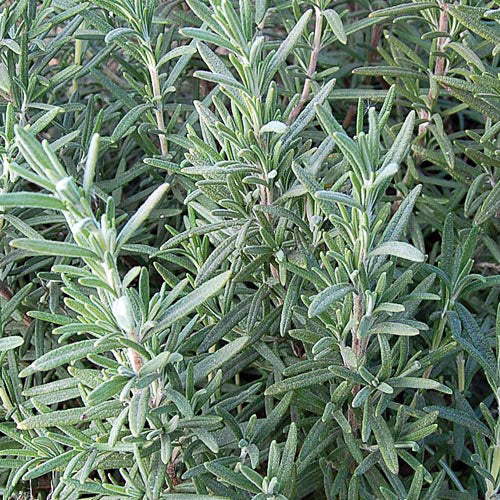 Rosemary seeds