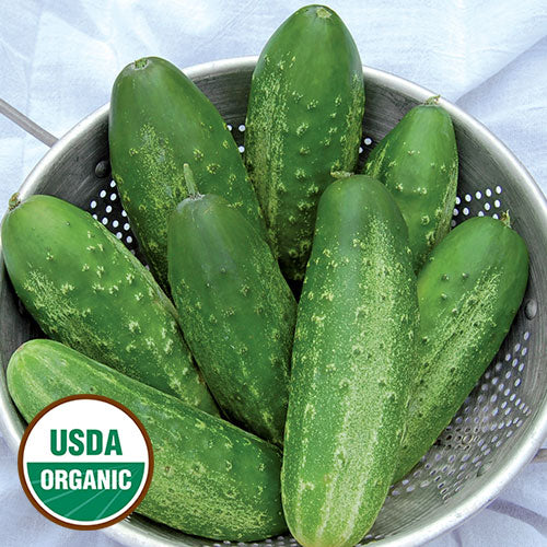 Pickle seeds | Russian Pickling Cucumber Seeds