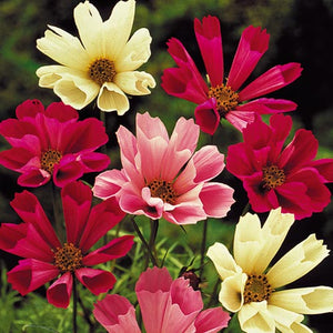multi colored sea shells cosmos heirloom seed mix