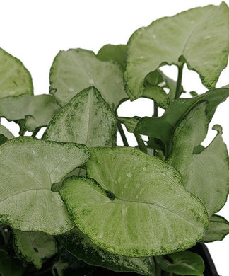 ARROW PLANT | WHITE BUTTERFLY SHOWING LEAVES WITH LIGHT-GREEN CENTERS WITH DARK-GREEN EDGES. A PERENNIAL, CLIMBING VINE THAT IS A GREAT CANDIDATE FOR A HANGING BASKET.